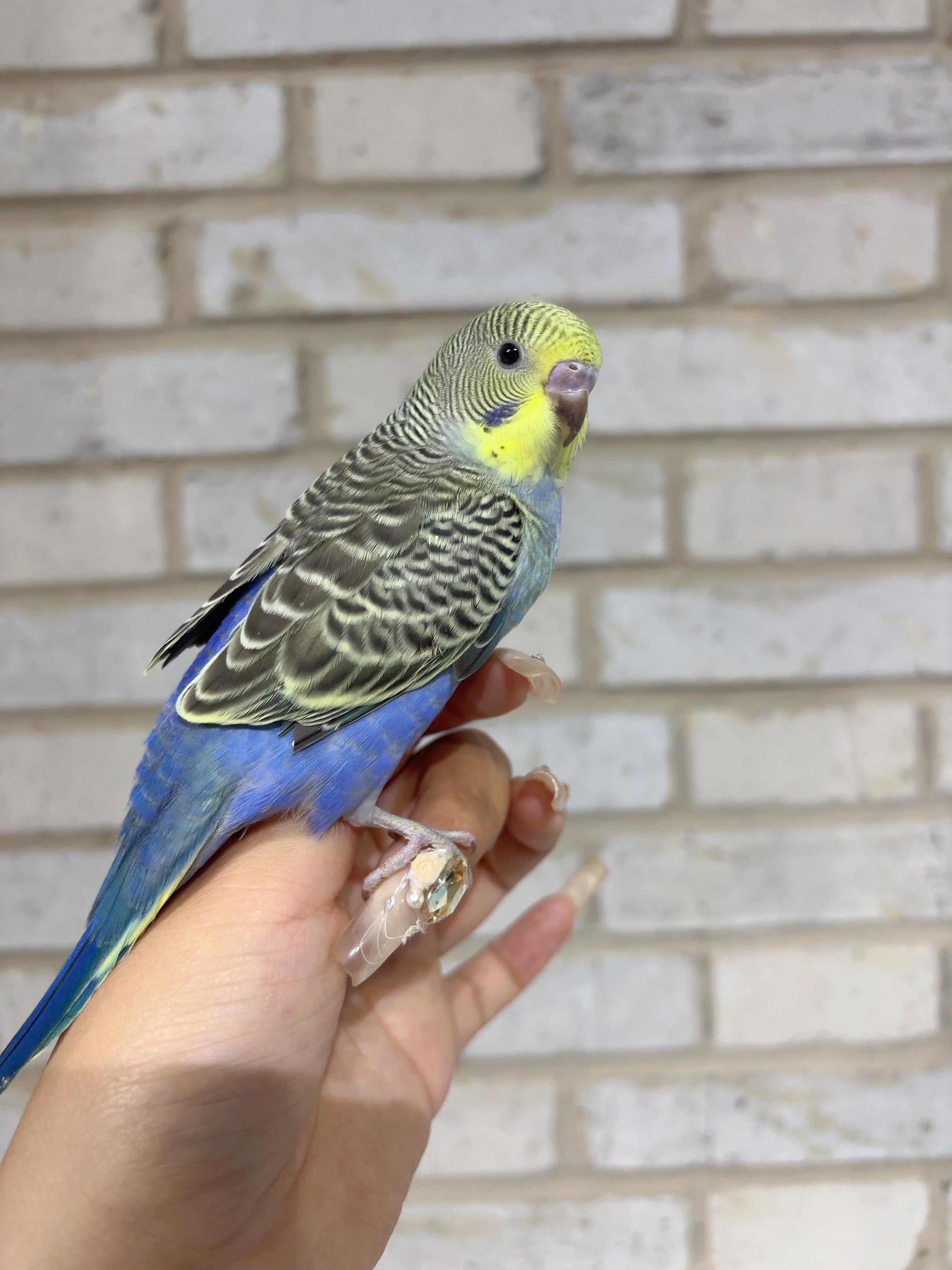 虎皮鹦鹉，大头，金彩，云斑，各种颜色